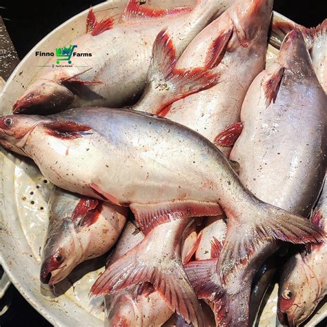bakan fish